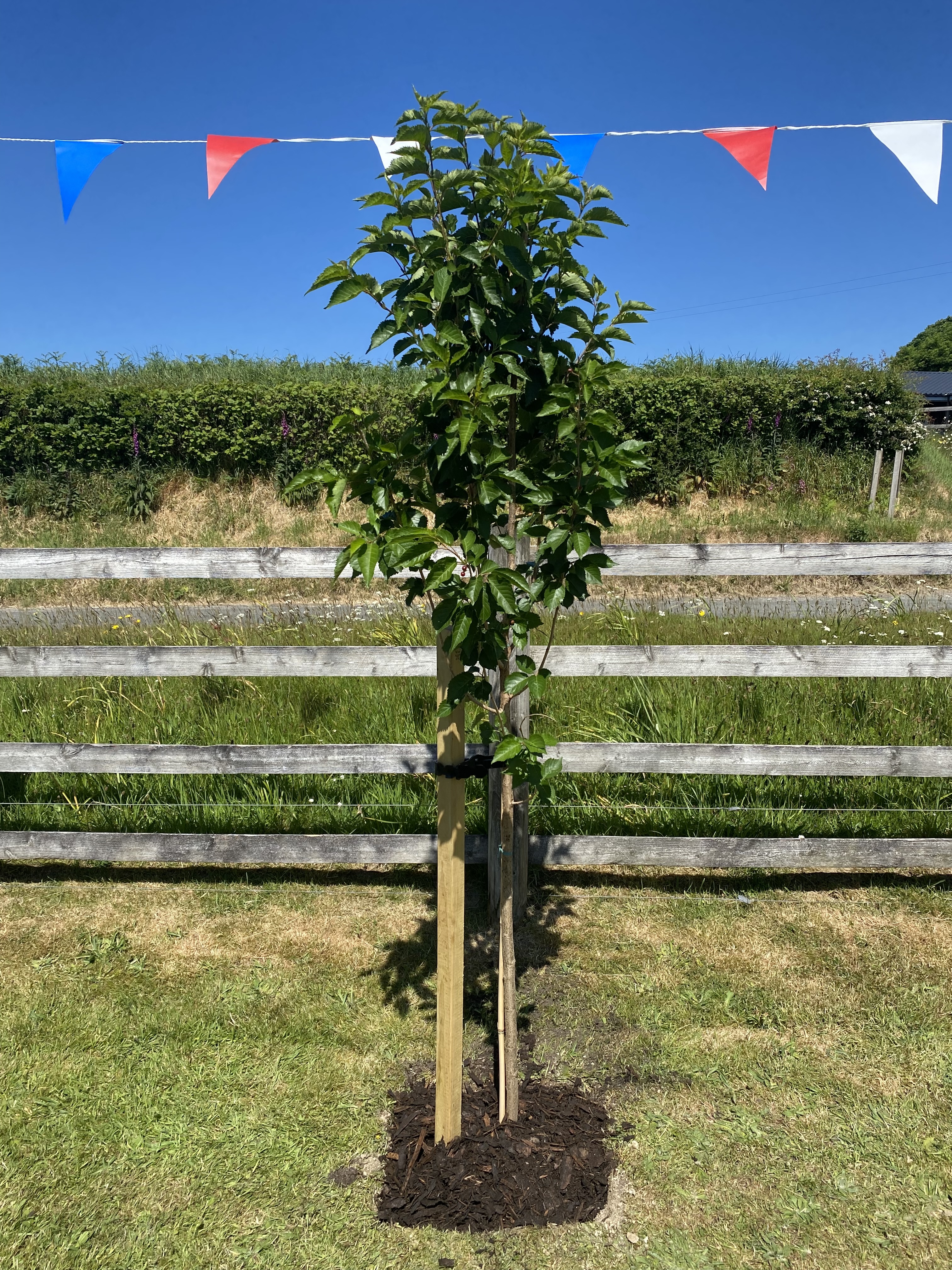 Cherry Tree Second.jpg